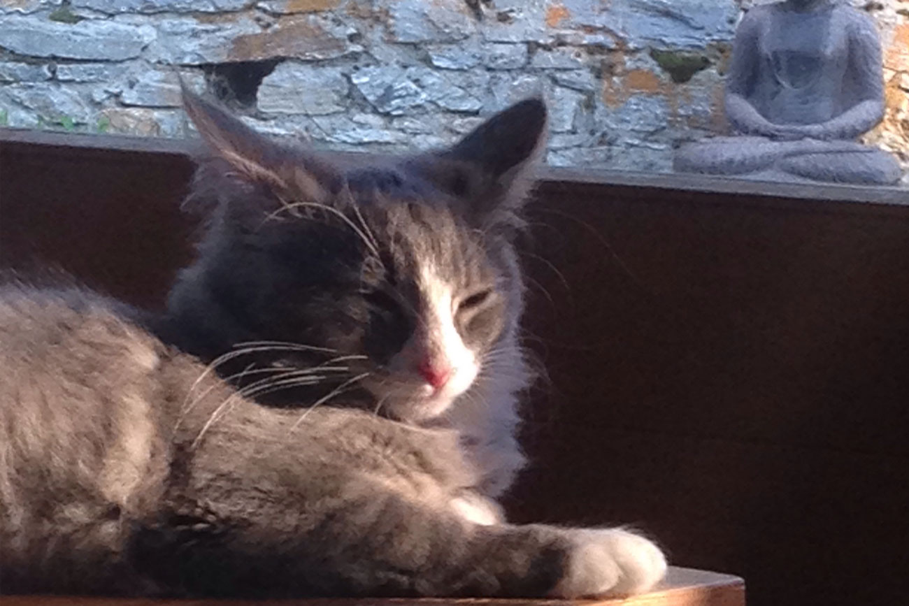 chat